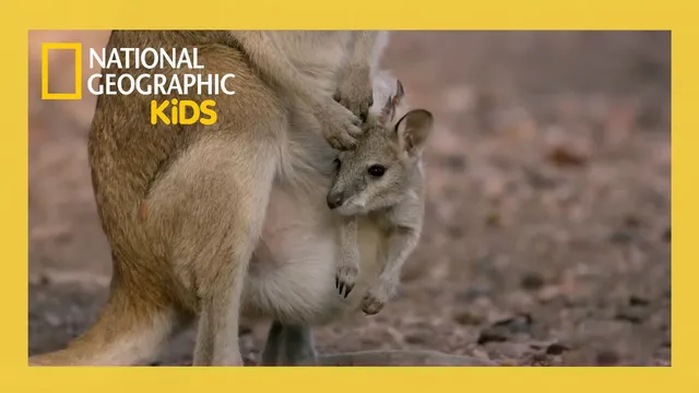 گروه کانگورو 🦘 | قسمت کامل با جک رندال | @natgeokids
