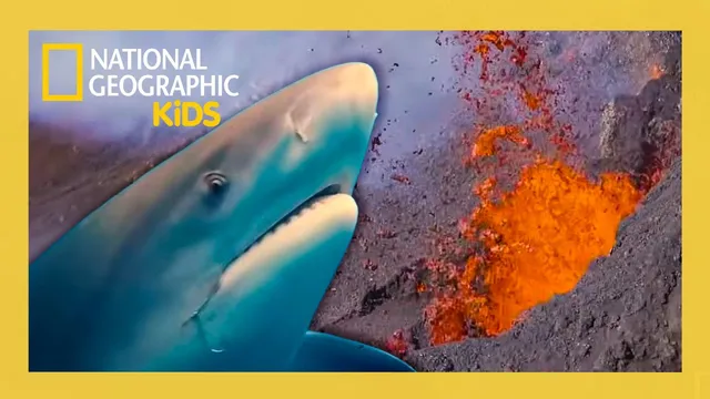 فوران کوسه‌ها! 🦈🌋 | ویژه‌نامه کامل کوسه‌کانه | @natgeokids